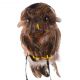 Uil bruin