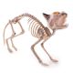 Skelet Kat 