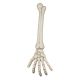 Skelet arm 46 cm